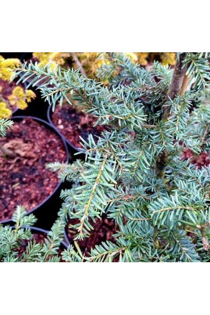 Саджанець Тсуга західна Глаука